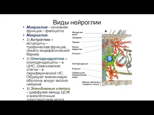Виды нейроглии Микроглия – основная функция – фагоцитоз Макроглия: 1) Астроглия =