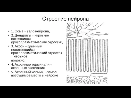 Строение нейрона 1. Сома = тело нейрона; 2. Дендриты = короткие ветвящиеся