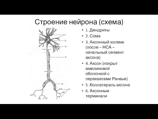 Строение нейрона (схема) 1. Дендриты 2. Сома 3. Аксонный холмик (после –
