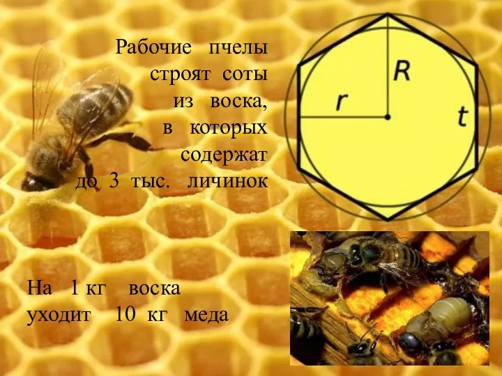 Рабочие пчелы строят соты из воска, в которых содержат до 3 тыс.