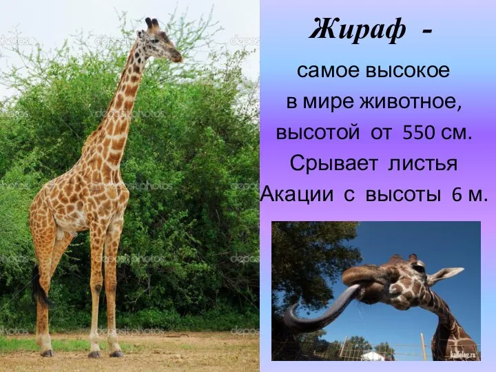 Жираф - самое высокое в мире животное, высотой от 550 см. Срывает