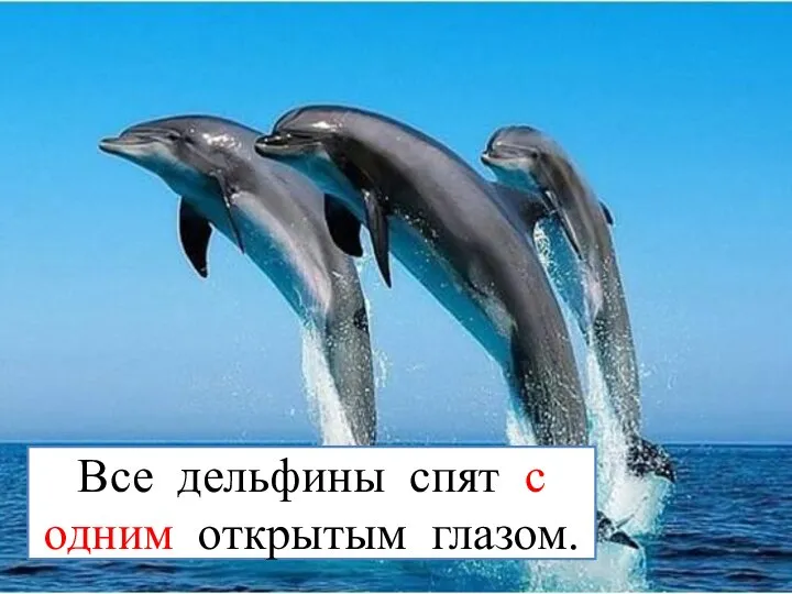 Все дельфины спят с одним открытым глазом.
