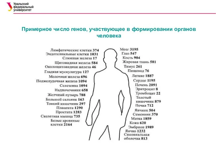 Примерное число генов, участвующее в формировании органов человека