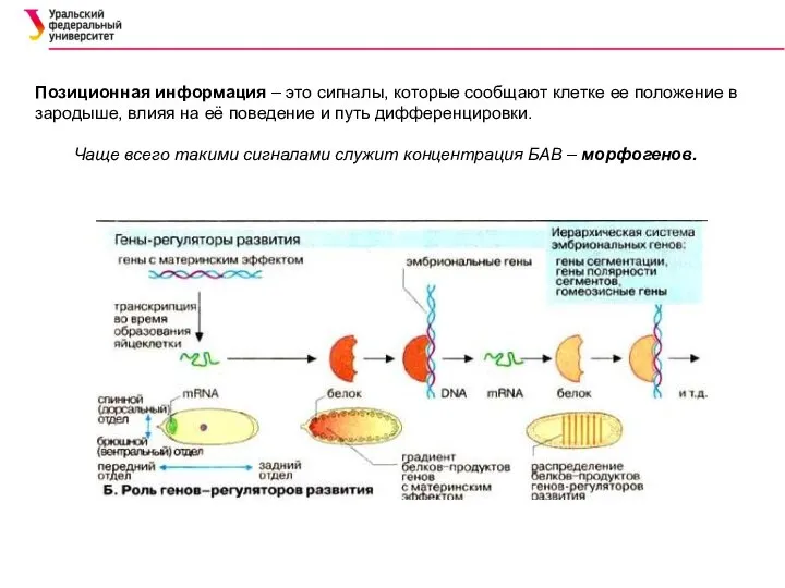Позиционная информация – это сигналы, которые сообщают клетке ее положение в зародыше,