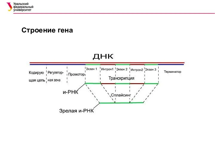 Строение гена