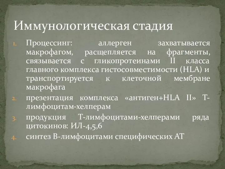 Процессинг: аллерген захватывается макрофагом, расщепляется на фрагменты, связывается с гликопротеинами II класса