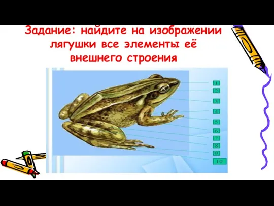 Задание: найдите на изображении лягушки все элементы её внешнего строения