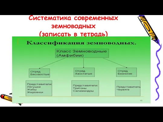 Систематика современных земноводных (записать в тетрадь)