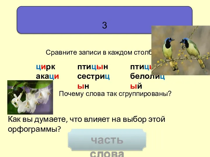 3 цирк акация Как вы думаете, что влияет на выбор этой орфограммы?