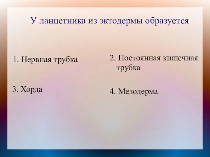 У ланцетника из эктодермы образуется 1. Нервная трубка 2. Постоянная кишечная трубка 4. Мезодерма 3. Хорда