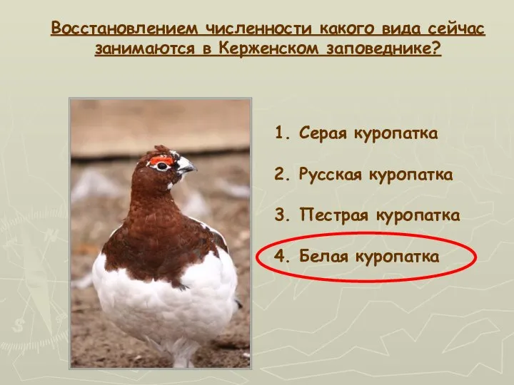 Восстановлением численности какого вида сейчас занимаются в Керженском заповеднике? 1. Серая куропатка