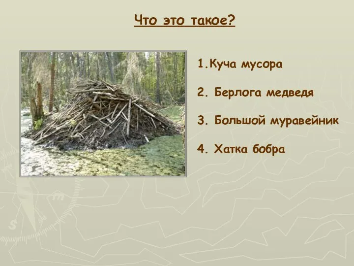 Что это такое? 1.Куча мусора 2. Берлога медведя 3. Большой муравейник 4. Хатка бобра