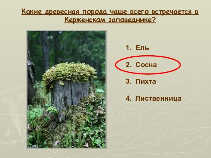 Какие древесная порода чаще всего встречается в Керженском заповеднике? 1. Ель 2.