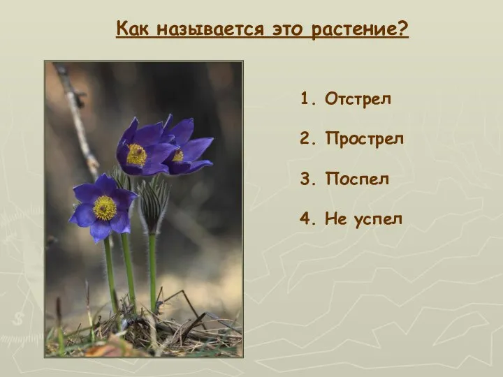 Как называется это растение? 1. Отстрел 2. Прострел 3. Поспел 4. Не успел