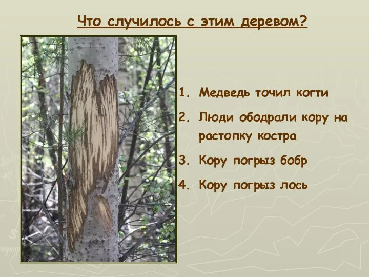 Медведь точил когти Люди ободрали кору на растопку костра Кору погрыз бобр