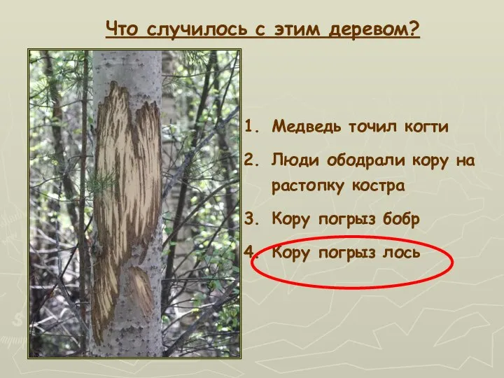 Медведь точил когти Люди ободрали кору на растопку костра Кору погрыз бобр