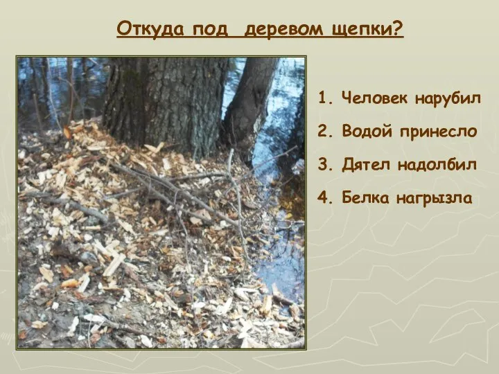 1. Человек нарубил 2. Водой принесло 3. Дятел надолбил 4. Белка нагрызла Откуда под деревом щепки?