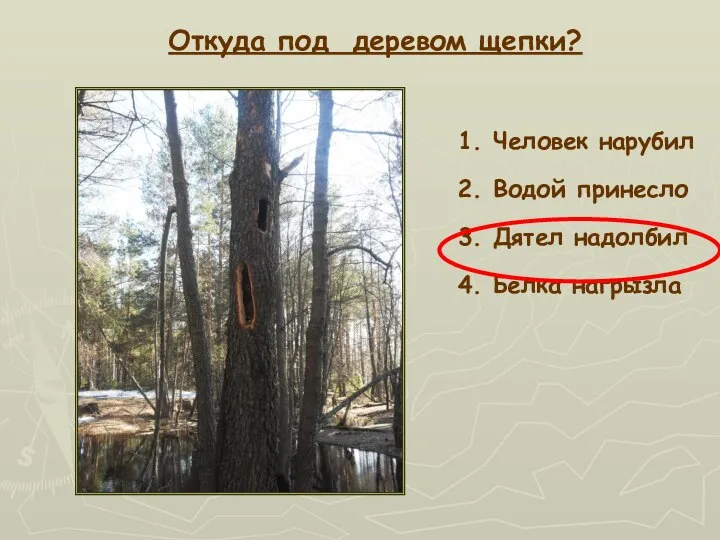 Откуда под деревом щепки? 1. Человек нарубил 2. Водой принесло 3. Дятел надолбил 4. Белка нагрызла