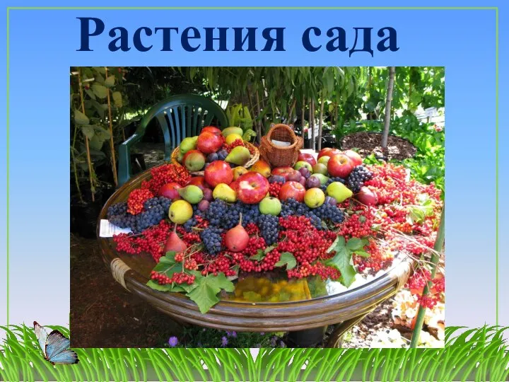 Растения сада