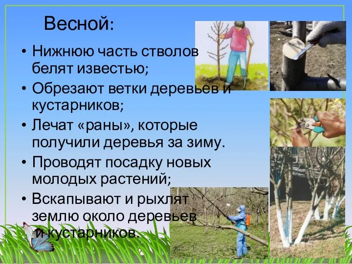 Весной: Нижнюю часть стволов белят известью; Обрезают ветки деревьев и кустарников; Лечат