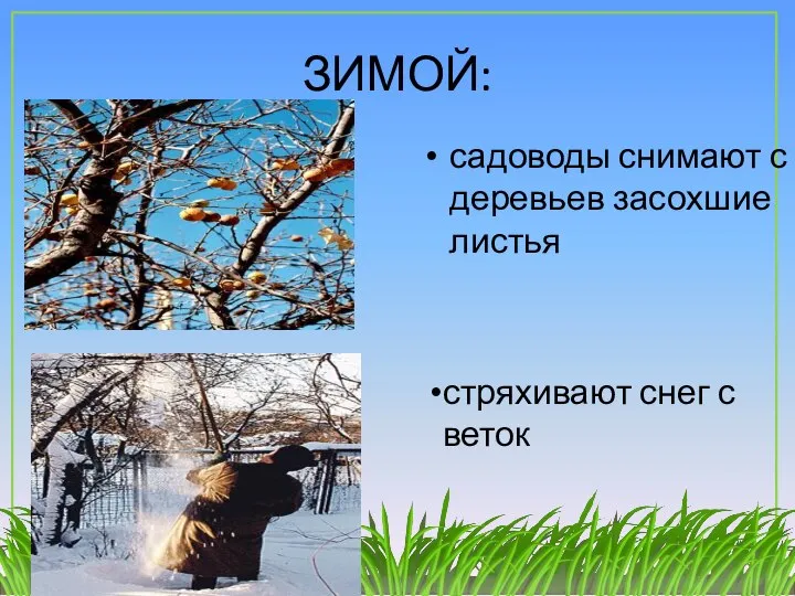ЗИМОЙ: садоводы снимают с деревьев засохшие листья стряхивают снег с веток