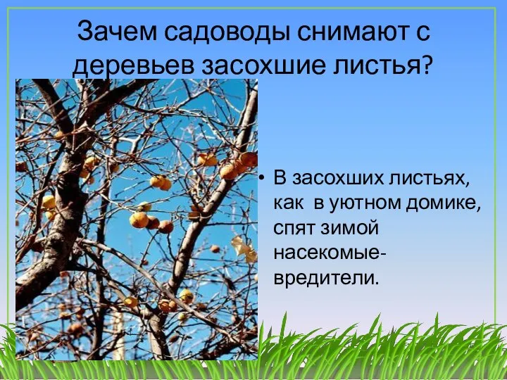 Зачем садоводы снимают с деревьев засохшие листья? В засохших листьях, как в