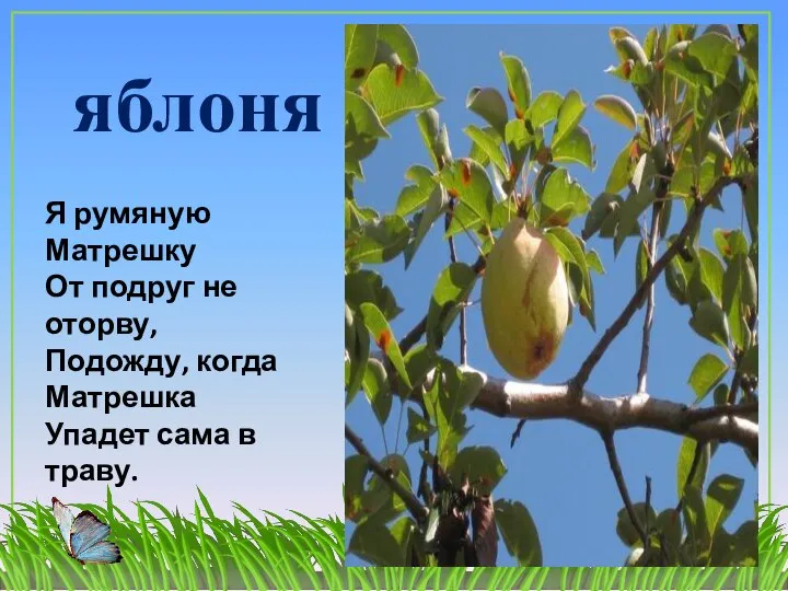 яблоня Я румяную Матрешку От подруг не оторву, Подожду, когда Матрешка Упадет сама в траву.