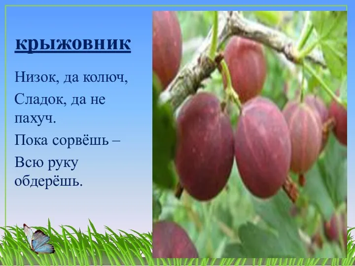 крыжовник Низок, да колюч, Сладок, да не пахуч. Пока сорвёшь – Всю руку обдерёшь.