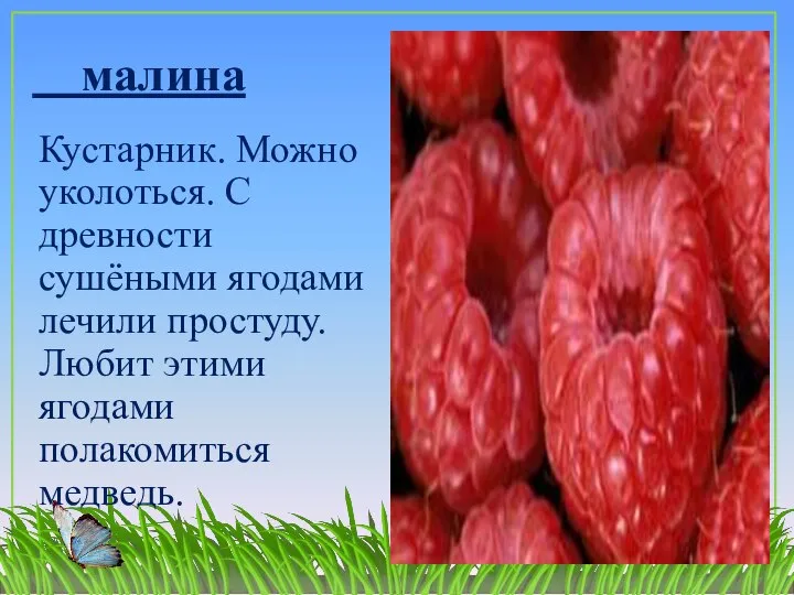 малина Кустарник. Можно уколоться. С древности сушёными ягодами лечили простуду. Любит этими ягодами полакомиться медведь.