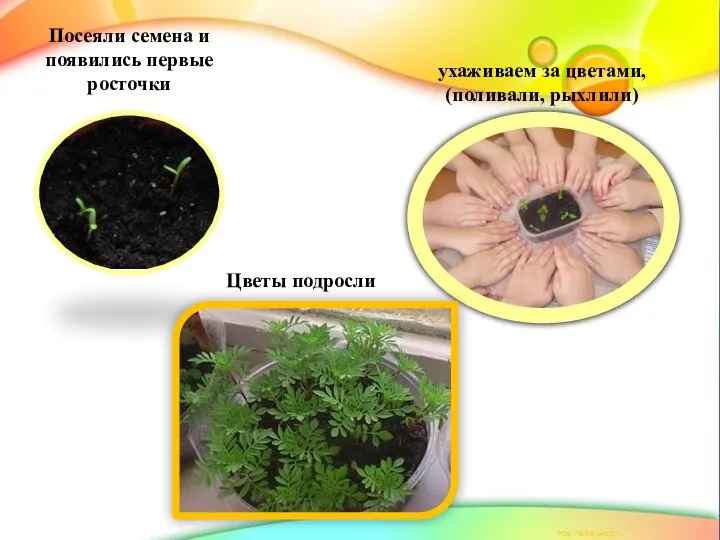 Посеяли семена и появились первые росточки ухаживаем за цветами, (поливали, рыхлили) Цветы подросли