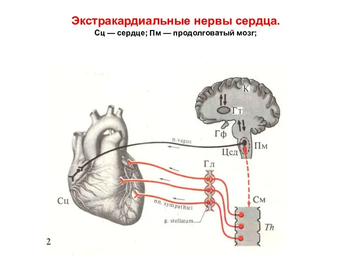 Экстракардиальные нервы сердца. Сц — сердце; Пм — продолговатый мозг;
