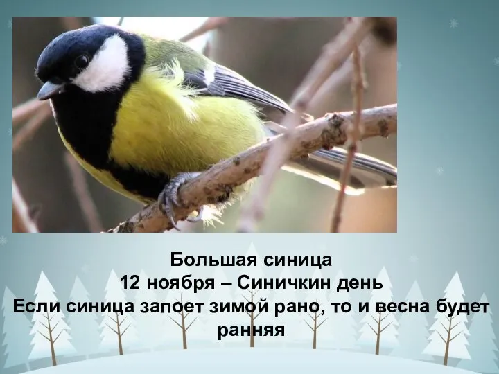 Большая синица 12 ноября – Синичкин день Если синица запоет зимой рано,