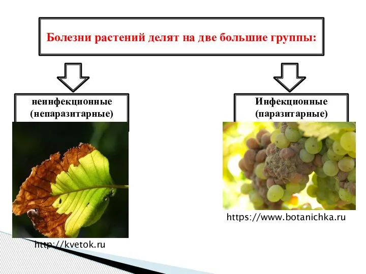 Болезни растений делят на две большие группы: неинфекционные (непаразитарные) Инфекционные (паразитарные) http://kvetok.ru https://www.botanichka.ru