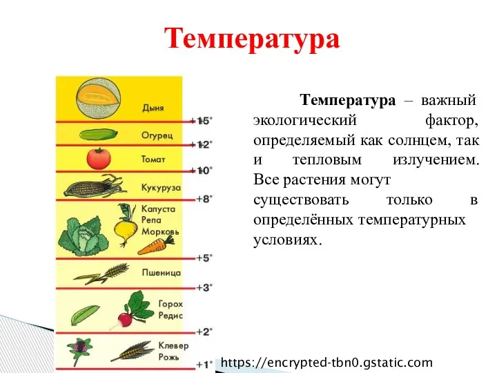 Температура – важный экологический фактор, определяемый как солнцем, так и тепловым излучением.