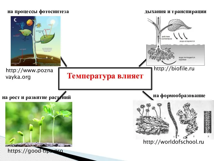 на формообразование Температура влияет на процессы фотосинтеза дыхания и транспирации на рост