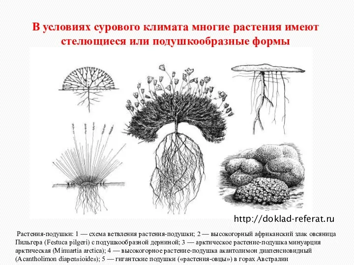 В условиях сурового климата многие растения имеют стелющиеся или подушкообразные формы Растения-подушки: