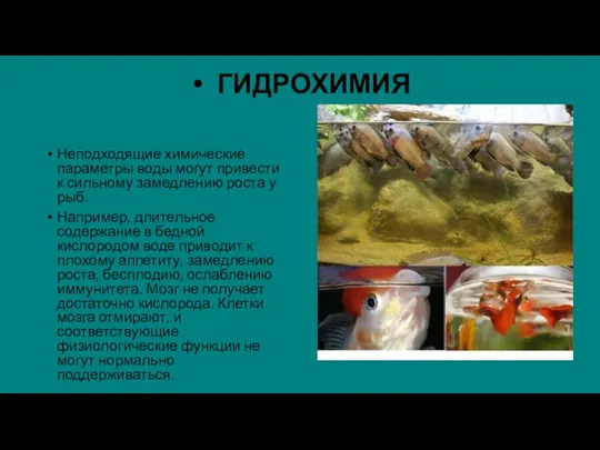 ГИДРОХИМИЯ Неподходящие химические параметры воды могут привести к сильному замедлению роста у