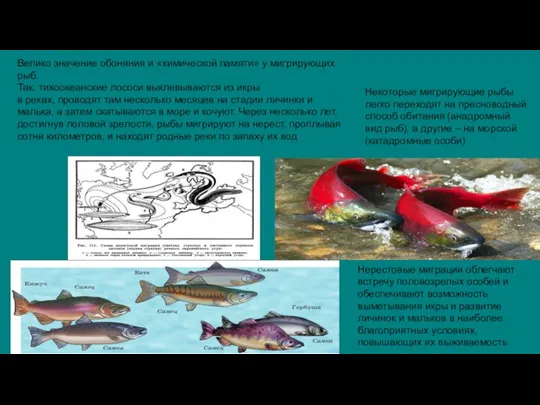 Велико значение обоняния и «химической памяти» у мигрирующих рыб. Так, тихоокеанские лососи