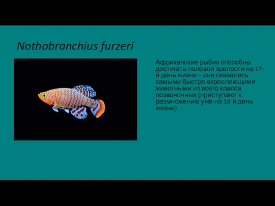 Nothobranchius furzeri Африканские рыбки способны достигать половой зрелости на 17-й день жизни