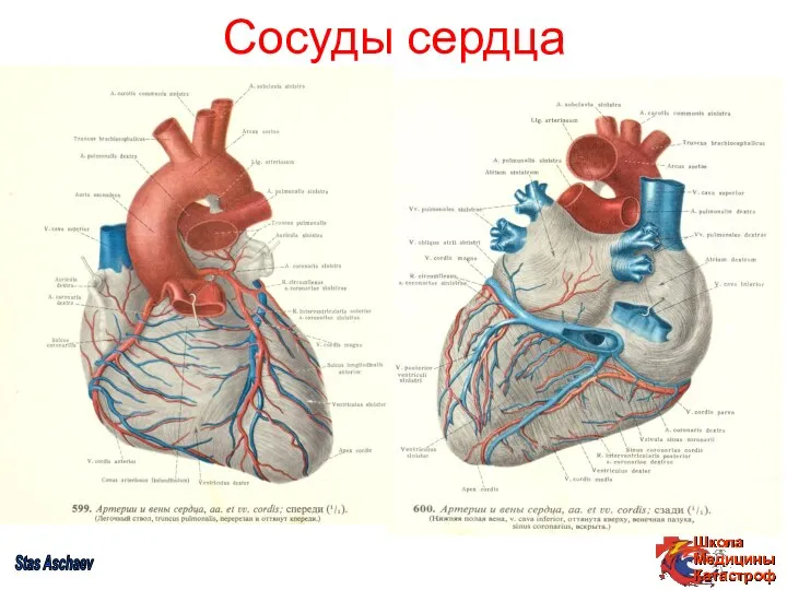 Stas Aschaev Сосуды сердца