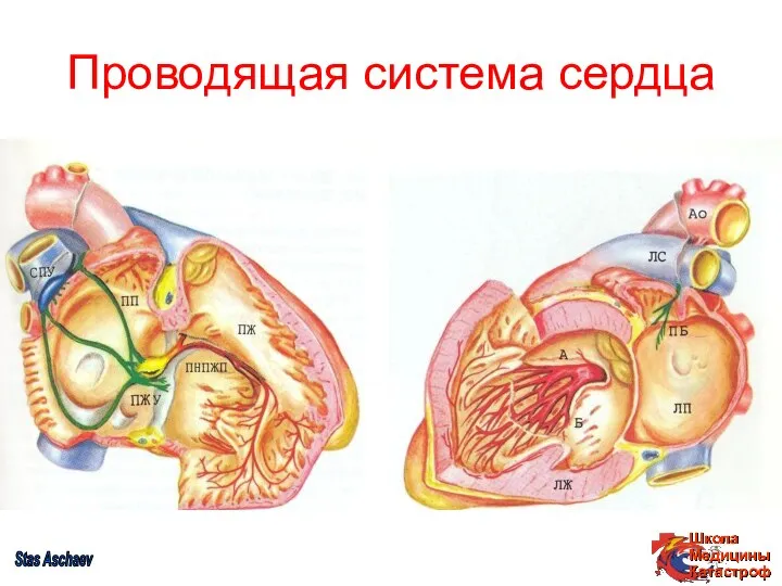 Проводящая система сердца Stas Aschaev