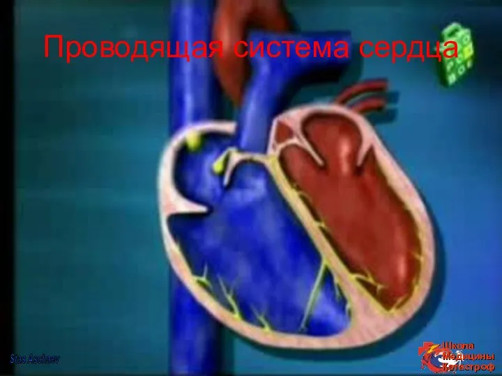Проводящая система сердца Stas Aschaev