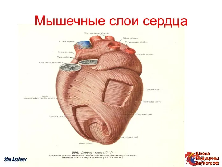 Мышечные слои сердца Stas Aschaev