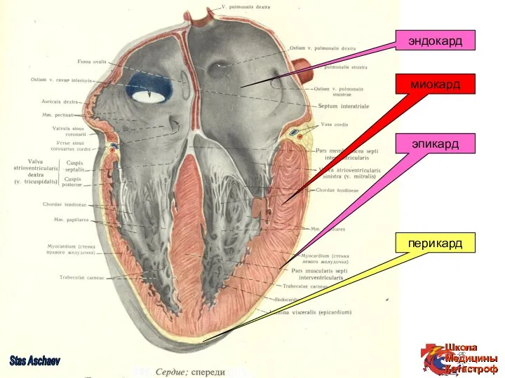 Stas Aschaev эндокард миокард эпикард перикард