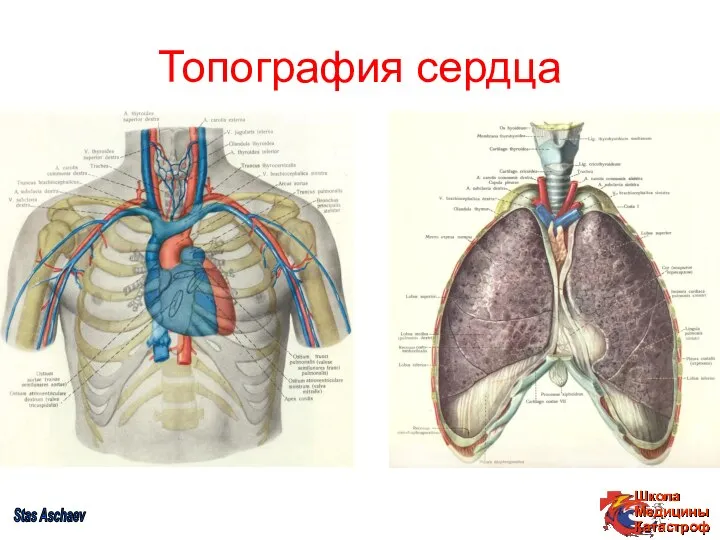 Топография сердца Stas Aschaev