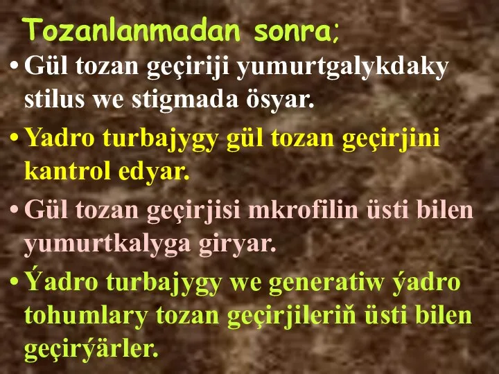 Tozanlanmadan sonra; Gül tozan geçiriji yumurtgalykdaky stilus we stigmada ösyar. Yadro turbajygy