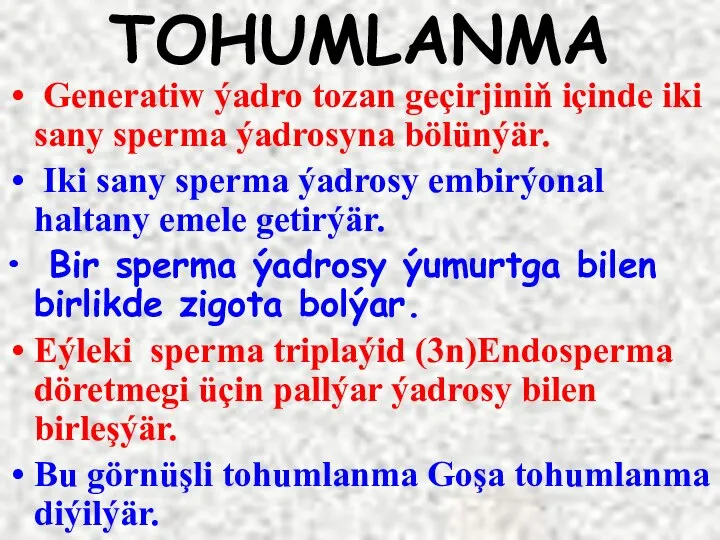 TOHUMLANMA Generatiw ýadro tozan geçirjiniň içinde iki sany sperma ýadrosyna bölünýär. Iki