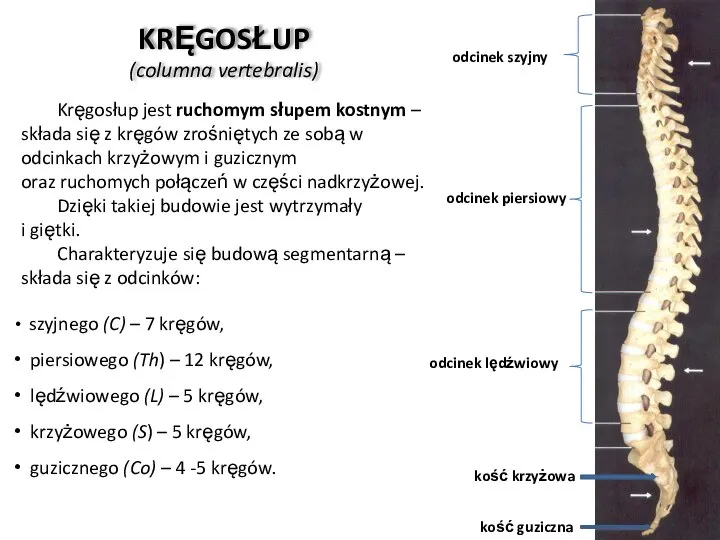 KRĘGOSŁUP (columna vertebralis) Kręgosłup jest ruchomym słupem kostnym – składa się z