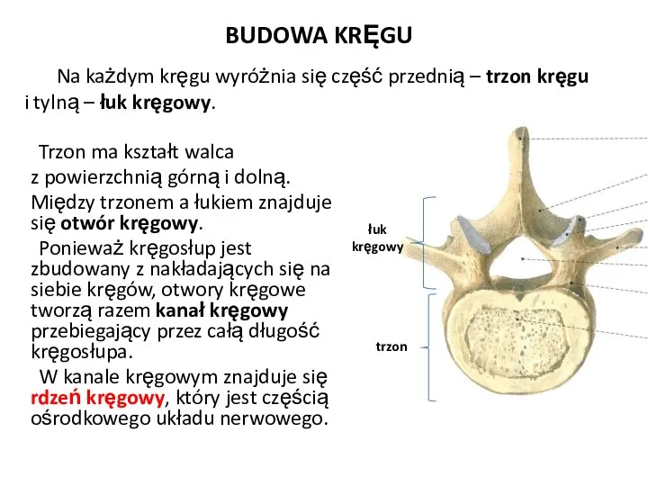 BUDOWA KRĘGU Trzon ma kształt walca z powierzchnią górną i dolną. Między