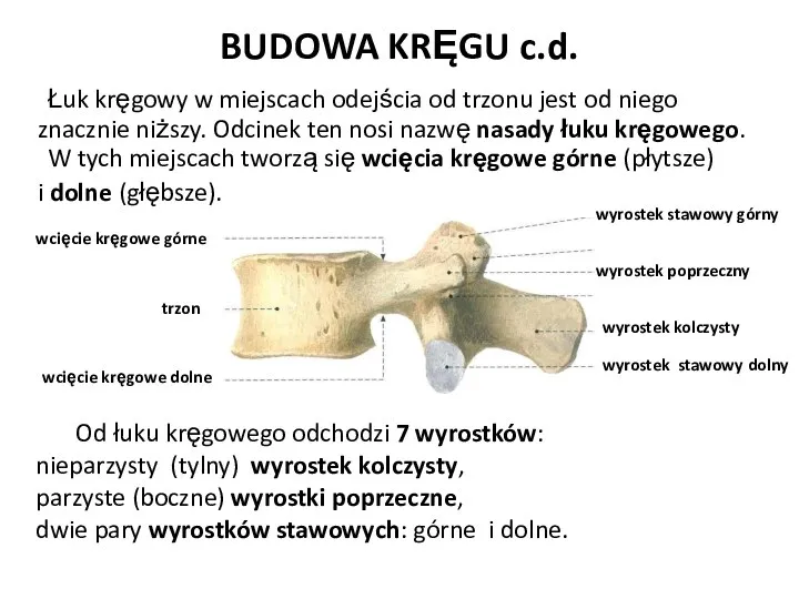 BUDOWA KRĘGU c.d. Łuk kręgowy w miejscach odejścia od trzonu jest od